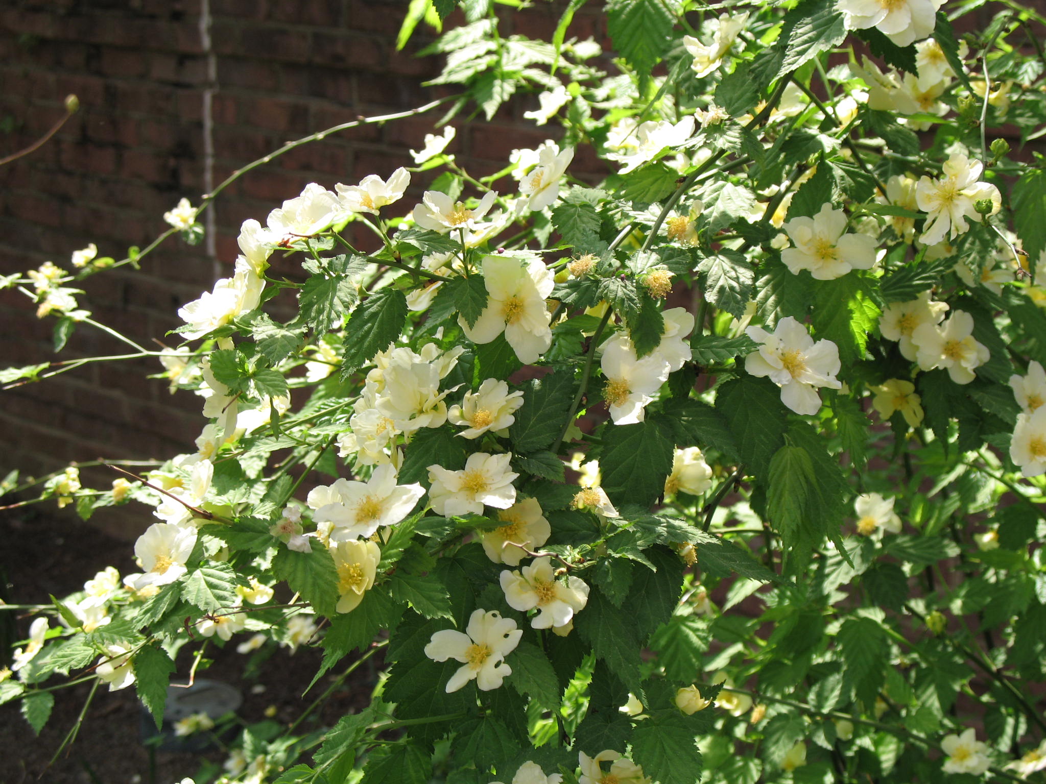 online-plant-guide-kerria-japonica-albescens-white-japanese-kerria